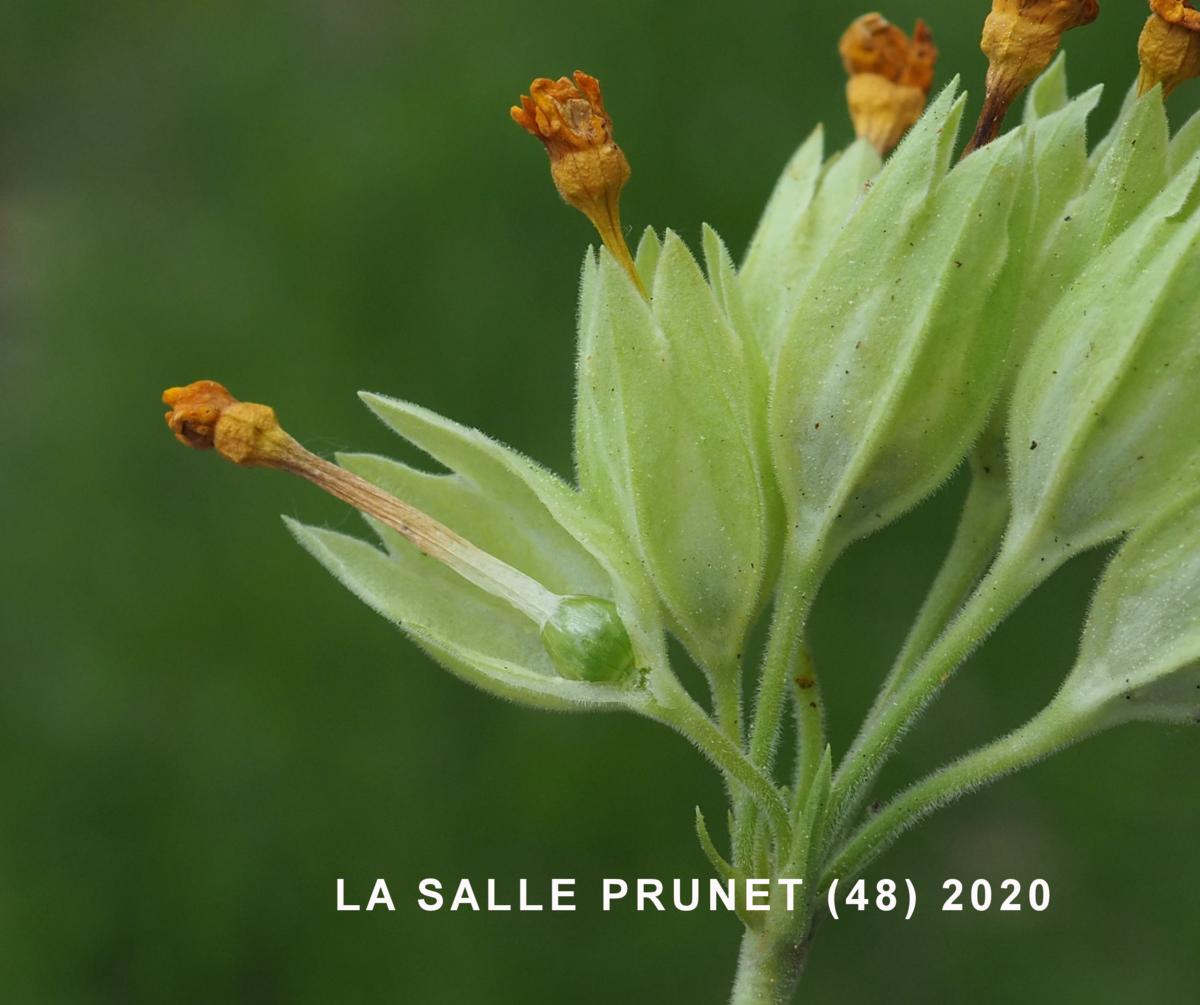 Cowslip fruit